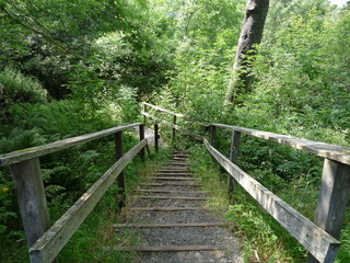 Woodland steps