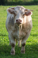     Charolais cow, white cow in a field, front view
