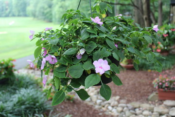 flor rosado verde