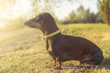 Dog puppy dachshund in a green slinger sits on a background of green grass at sunset