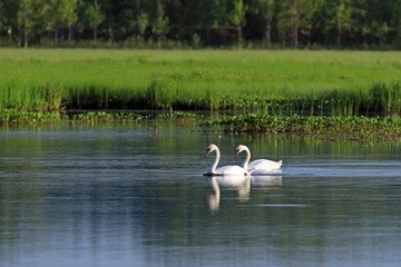 Northern landscape with swans-mute on the Yamal Peninsula