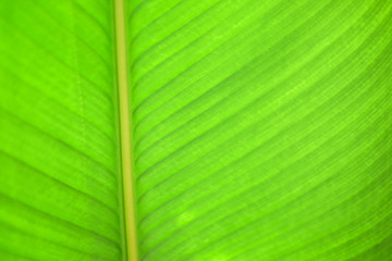 Close-up green big tropical leaf