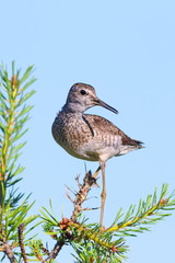 Tringa glareola. Wood sandpiper on the background of blue sky