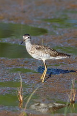 Wood sandpiper close up on the Yamal Peninsula