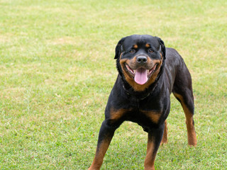 Rottweiler with grin on face. In park.