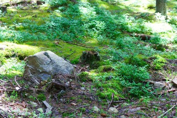 Photography of european forest with big stone in the foreground.