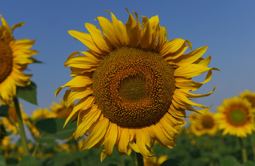 Obraz premium Sunflower in the open field, beautiful sunny day