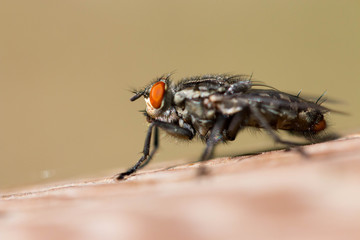 mouche