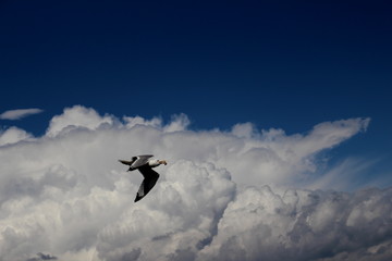 L'oiseau