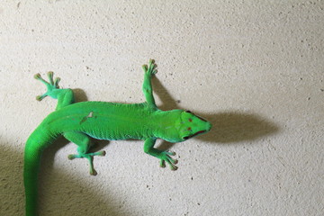 Fototapeta premium Le Gecko