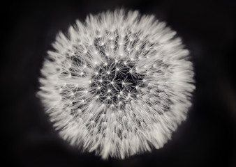 Fototapeta premium Close up of a dandelion on black and white