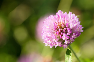 Close up of a Red Clover flower with green blurry background.