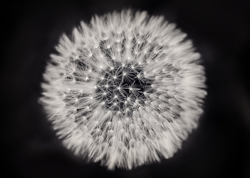 Fototapeta Close up of a dandelion on black and white