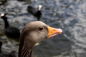 London goose