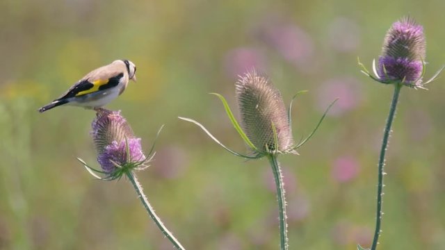 Goldfinch (Carduelis carduelis) feeding on teasel (Dipsacus fullonum). Colourful male bird in the finch family (Fringillidae) feeding on seeds whilst perched flowerhead