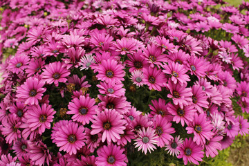 Розовые маргаритки © leeeto