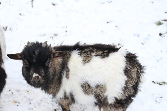 Le petit chevreau