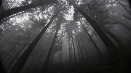 A Path in a very foggy forest- Life is like finding my own way of satisfaction in a very foggy world!!