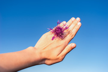 gestreckte, flache  weibliche Hand mit lila Blume vor blauem Hintergrund