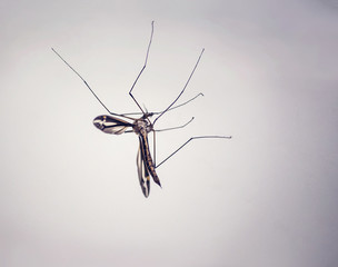 Close up of an insect