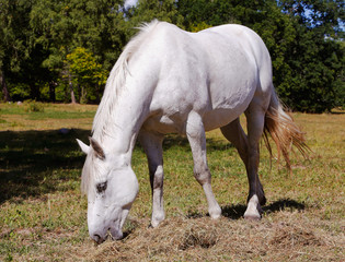 Obraz na płótnie Canvas Ätande vit häst