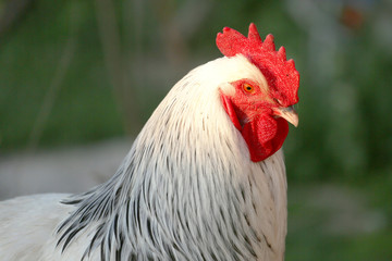 Profile of rooster in the light