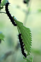czarne gąsienice na liściu pokrzywy