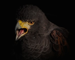 Falco di Harris