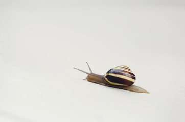 Close up of a crawling snail