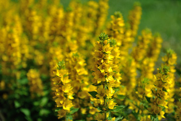 Beautiful flowers of yellow color in the home garden in June