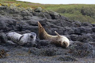 Seals resting in the natural environment, Scotland