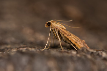 Endotricha flammealis micro moth at rest in profile. British moth in the family Pyralidae attracted to light in Bath, Somerset, UK