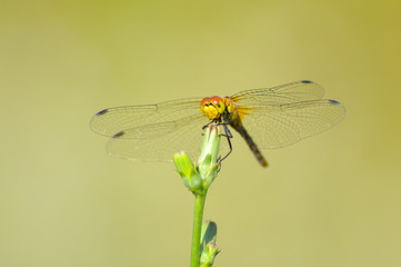 Beautiful dragonfly on plant stem by the river. Close-up photo of a Dragonfly