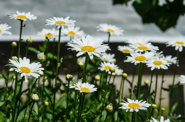 Fototapeta na wymiar Flower bed with white flowers