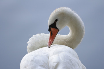 Fototapeta premium Sinuous Swan 