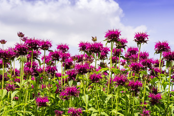 Pink Monarda flowers common names Bee Balm and Bergamot.