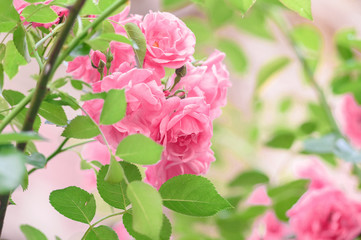 rose bush flowers