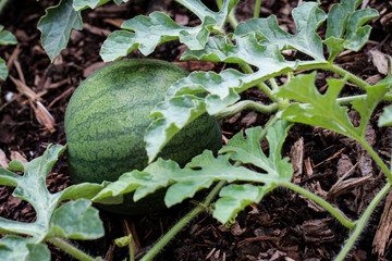 Melonenpflanze mit Melone