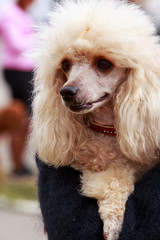 Dog of the Poodle breed