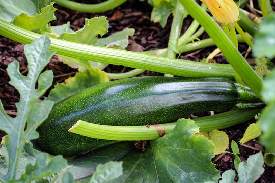 Zuccini an einer Planze 