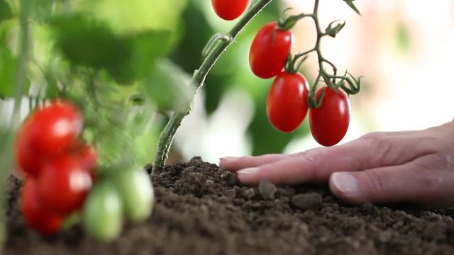 Hands work The soil of cherry tomatoes cure the vegetable garden