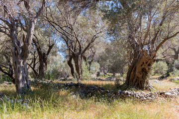 Olive trees Greece IMG_5989