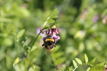 Biene auf Zaunwicke, Wicke auf Wiese