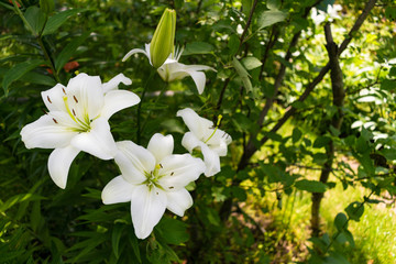 White lily flower on the field in the village, with a place for a mockup