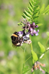 Biene auf Zaunwicke, Wicke auf Wiese