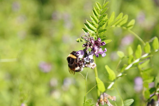 Biene auf Zaunwicke, Wicke auf Wiese