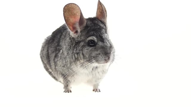 Gray chinchillas listened warily and ran away on white background