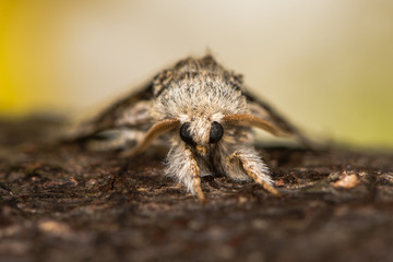 Nut-tree tussock moth (Colocasia coryli) head on. British moth in the family Noctuidae attracted to light in Bath, Somerset, UK
