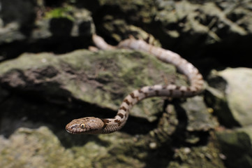Europäische Katzennatter (Telescopus fallax) - European cat snake