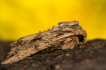 Dark arches (Apamea monoglypha) at rest in profile. British moth in the family Noctuidae attracted to light in Bath, Somerset, UK